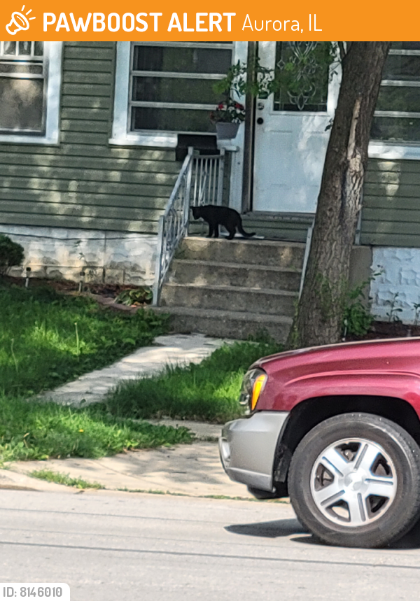 Found/Stray Unknown Cat last seen Douglas Ave And Simms Street, Aurora, IL 60506