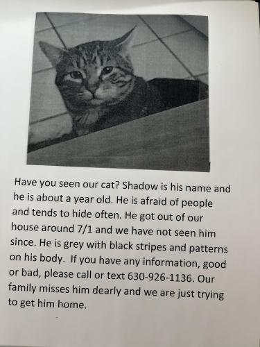 Lost Male Cat last seen Cypress Drive and Rte 53, Bolingbrook, IL 60440