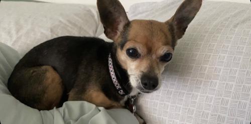 Lost Female Dog last seen 86th Ct. and 91st. St., Hickory Hills, IL 60457