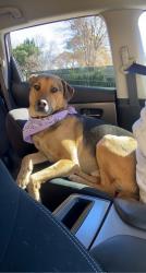 Lost Male Dog last seen Fielder and Arkansas , Arlington, TX 76015