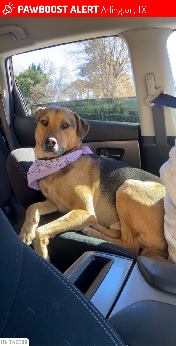 Lost Male Dog last seen Fielder and Arkansas , Arlington, TX 76015