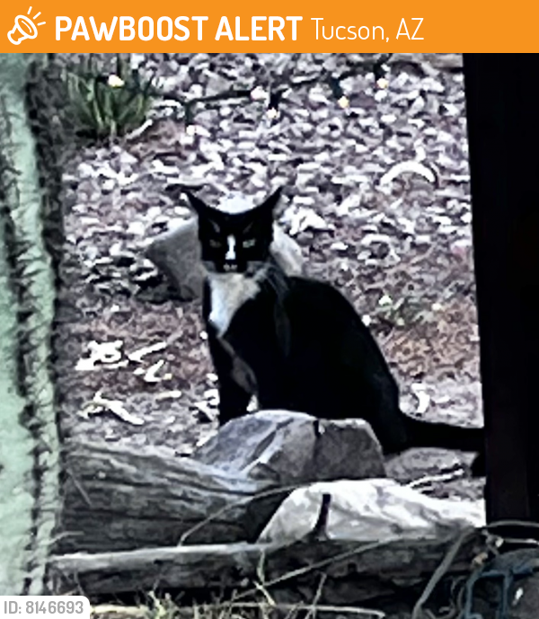 Found/Stray Cat in Tucson, AZ 85711 (ID 8146693) PawBoost