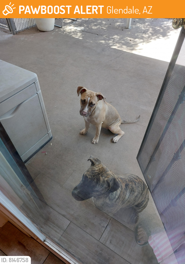 Found/Stray Female Dog last seen 47th ave. & Northern Glendale  Az, Glendale, AZ 85301
