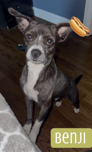 Lost Male Dog last seen 127th halsted 60628, Calumet Park, IL 60827