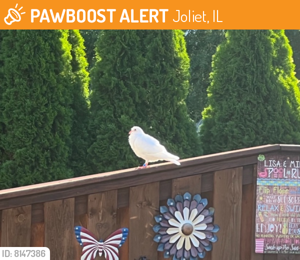 Found/Stray Unknown Bird last seen Rt.52 and frontage Road, Joliet, IL 60435