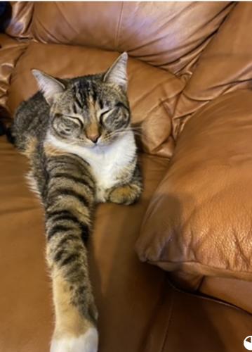 Lost Female Cat last seen Lakeview ct, Stafford County, VA 22554