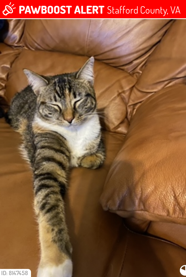 Lost Female Cat last seen Lakeview ct, Stafford County, VA 22554