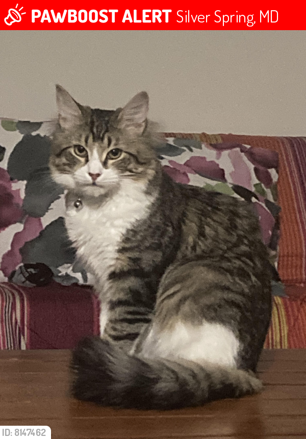 Lost Male Cat last seen piney brand rd , Silver Spring, MD 20903