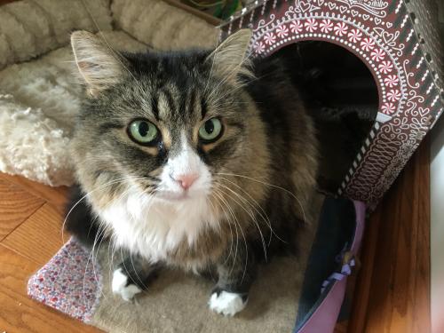 Lost Female Cat last seen Near Girdled Road South reservation , Chardon, OH 44024