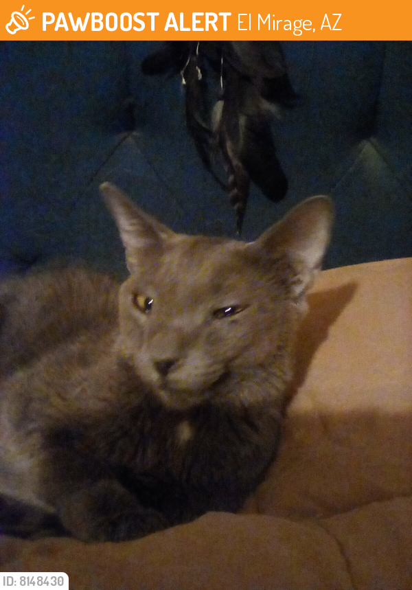 Found/Stray Male Cat last seen Pablo and poinsettia dr, El Mirage, AZ 85335