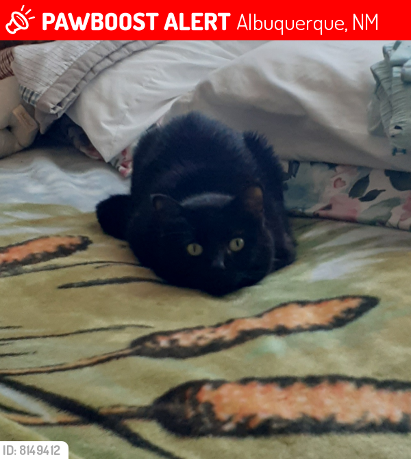 Lost Female Cat last seen Duranes, Albuquerque, NM 87104
