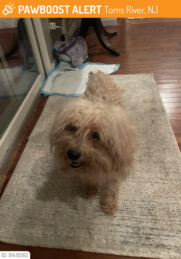Found/Stray Male Dog in Toms River, NJ 08753 (ID 8149562) PawBoost