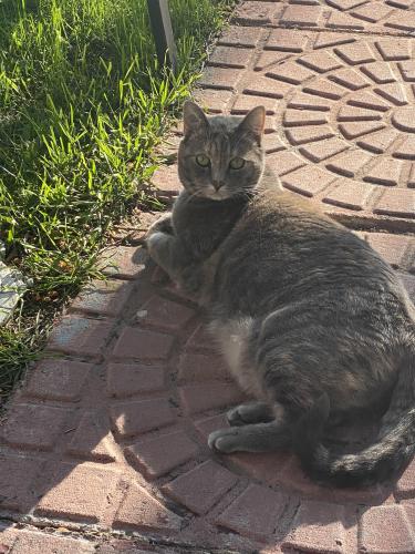 Lost Female Cat last seen West Dover school, Calgary, AB T2B 0S1