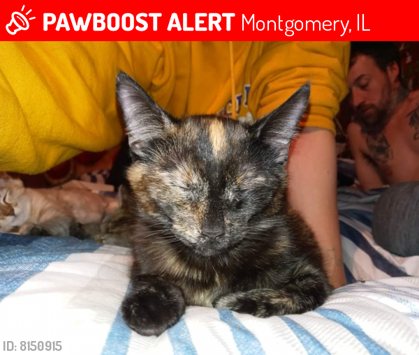 Lost Female Cat last seen Lincoln Ave and Sherman Ave , Montgomery, IL 60538