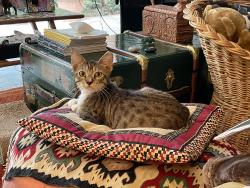 Lost Male Cat last seen Garden Oaks, Palm Beach Gardens, FL, Palm Beach Gardens, FL 33410