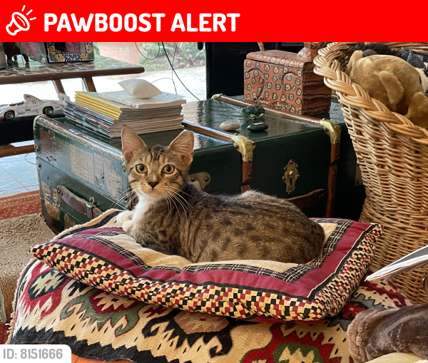 Lost Male Cat last seen Garden Oaks, Palm Beach Gardens, FL, Palm Beach Gardens, FL 33410