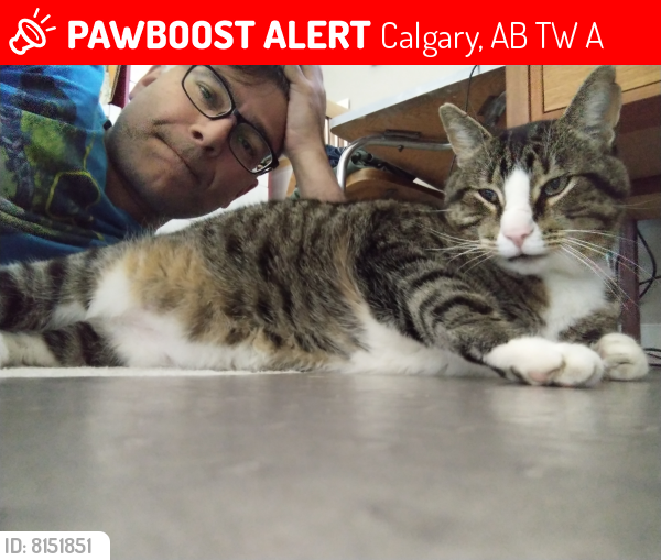 Lost Male Cat last seen Near 104 Ave. SW Calgary, Alberta  T2W-0A8, Calgary, AB T2W 0A8