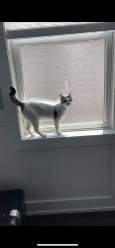 Lost Female Cat last seen Blanchard and Webster corner , Downers Grove, IL 60516