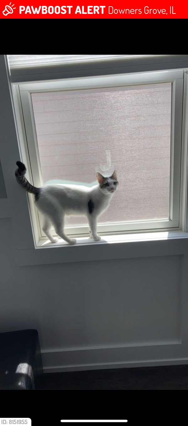Lost Female Cat last seen Blanchard and Webster corner , Downers Grove, IL 60516