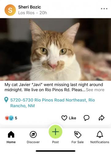 Lost Male Cat last seen Rio Pinos Rd., Rio Rancho, NM 87144