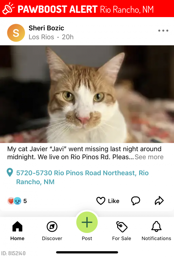 Lost Male Cat last seen Rio Pinos Rd., Rio Rancho, NM 87144