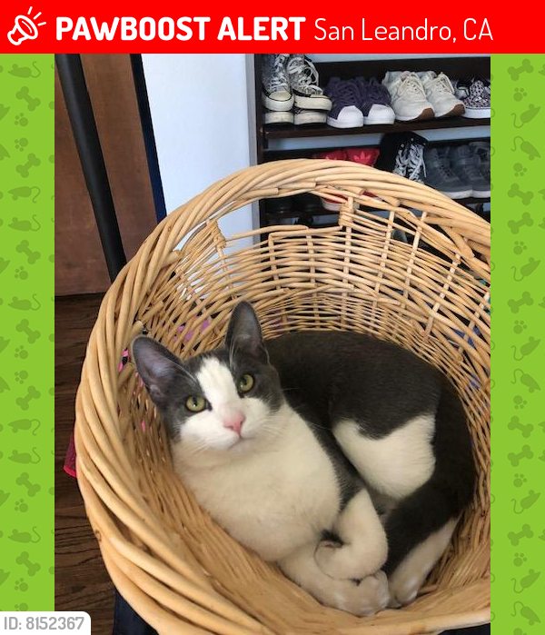 Lost Male Cat last seen View Dr/Astor Dr, San Leandro, CA 94577