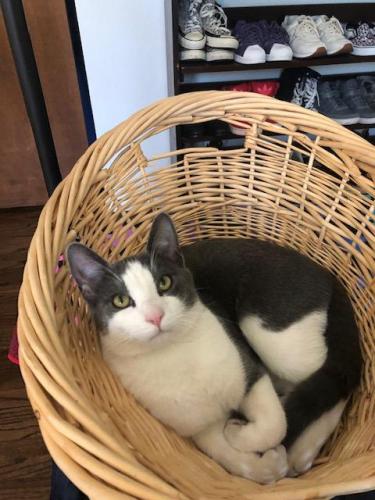 Lost Male Cat last seen View Dr/Astor Dr, San Leandro, CA 94577