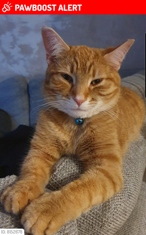 Lost Male Cat last seen At the end of Burton Close on Perrycrofts, Staffordshire, England B79 8UB