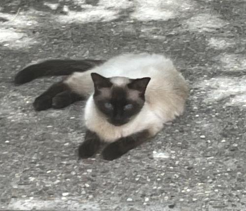 Found/Stray Female Cat last seen Altura Park area, Albuquerque, NM 87110