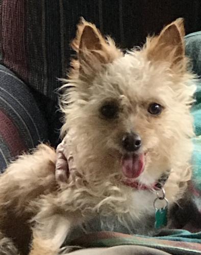 Lost Female Dog last seen Olive Ave to Peoria Ave and west of the 101 to 99th Ave., Peoria, AZ 85383