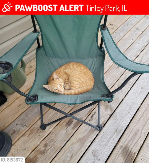 Lost Male Cat last seen Sayre ave, Tinley Park, IL 60477
