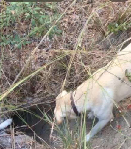 Lost Male Dog last seen 24Th Terrace, Jasper, FL 32052