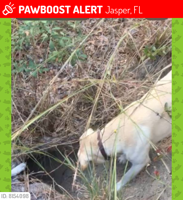 Lost Male Dog last seen 24Th Terrace, Jasper, FL 32052