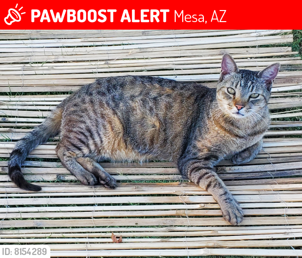 Lost Male Cat last seen N Mesa Dr. And Bates, Mesa, AZ 85201