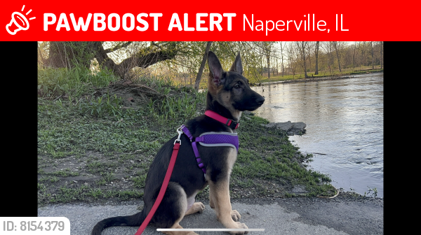 Lost Female Dog last seen Briar ln, Naperville il 60563, Naperville, IL 60563