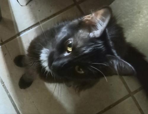 Lost Female Cat last seen East Marshall Street Norristown pa , Norristown, PA 19401