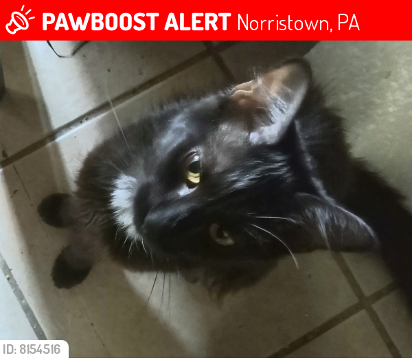 Lost Female Cat last seen East Marshall Street Norristown pa , Norristown, PA 19401