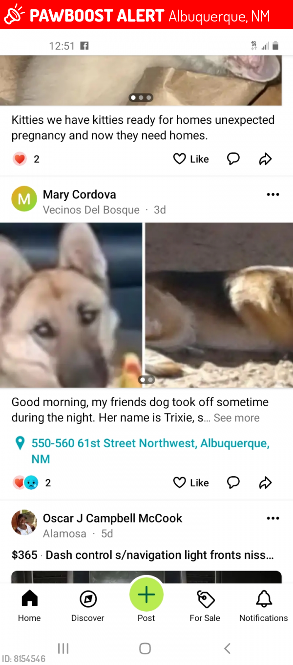 Lost Female Dog last seen Coors and Hanover NW, Albuquerque, NM 87105