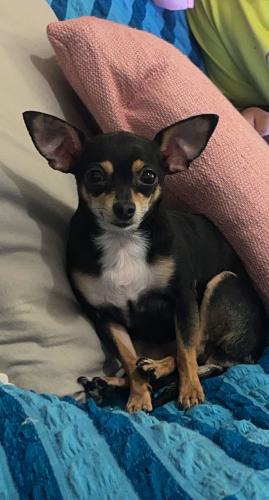 Lost Female Dog last seen Prospect y southern boulevard , The Bronx, NY 10458