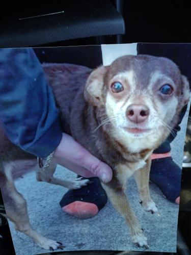 Lost Female Dog last seen Monterey Hgwy  Marina Shopping Center , San Jose, CA 95139