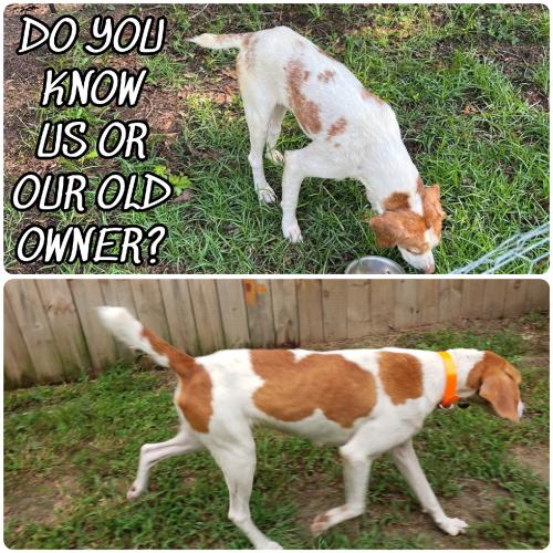 Found/Stray Unknown Dog last seen Holly Hill, South Carolina, Cross, SC 29436