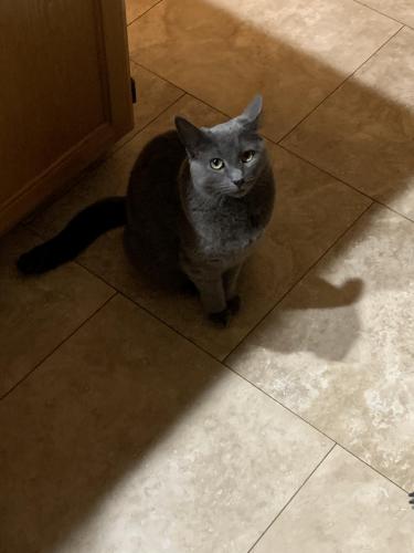 Lost Female Cat last seen 98th and 122nd st E, South Hill, WA 98374