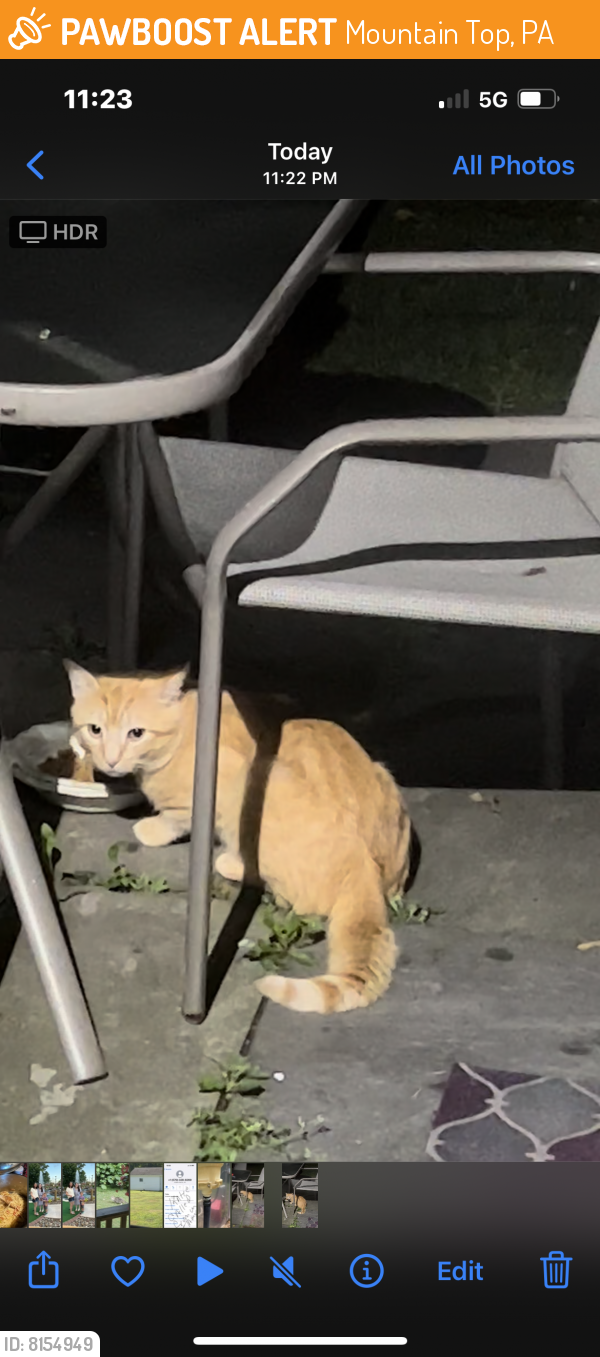 Found/Stray Unknown Cat last seen Third ave and Blytheburn rd mountaintop pa 18707, Mountain Top, PA 18707