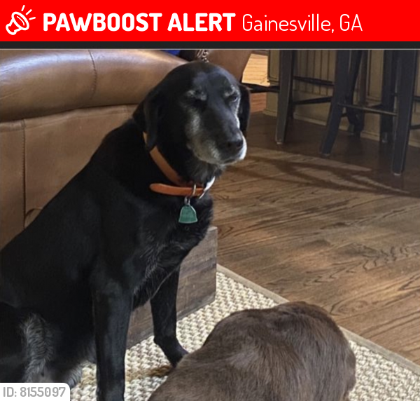Lost Female Dog last seen Near Glen Coe Point, Gainesville, GA, Gainesville, GA 30506