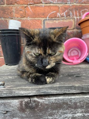 Lost Female Cat last seen Maple Road dudley, West Midlands, England DY1 4HG