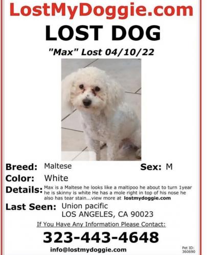 Lost Male Dog last seen Near E 14th st, Los Angeles CA 90023, Los Angeles, CA 90023