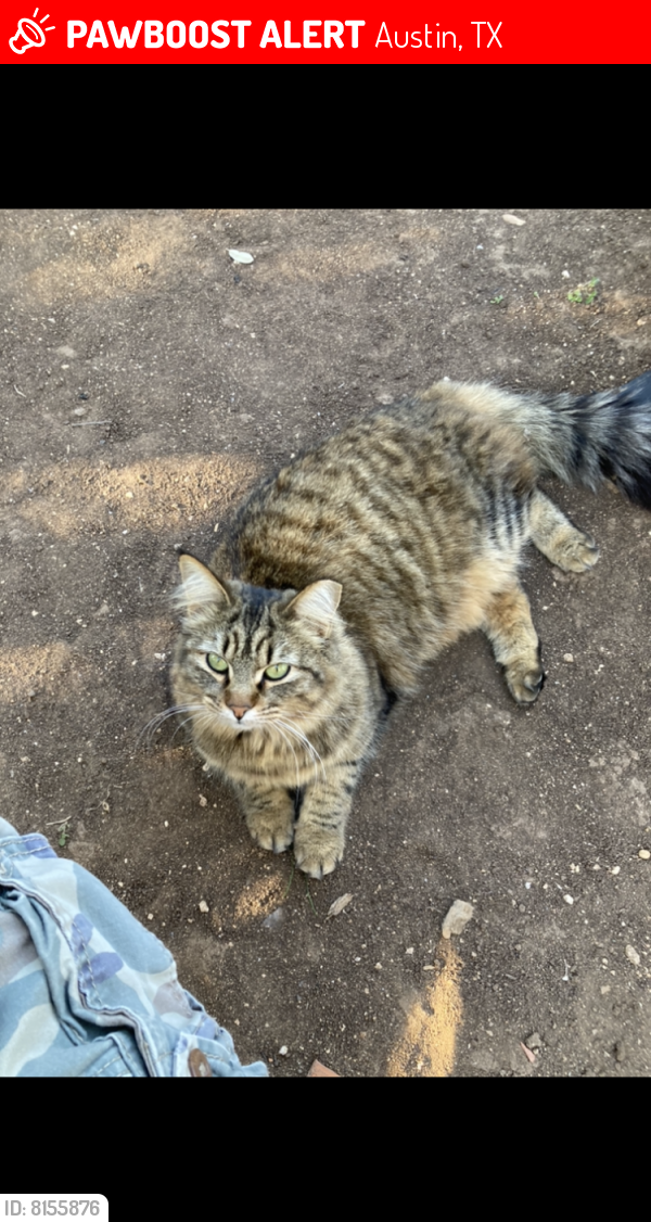 Lost Female Cat last seen La Hacienda Dr, Hudson Bend, Austin TX 78734, Austin, TX 78734