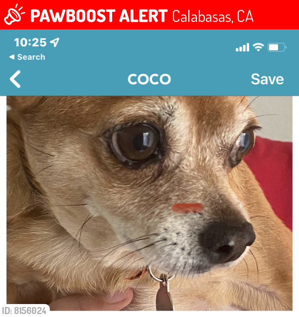 Lost Female Dog in Calabasas, CA 91302 Named Coco (ID 8156024) PawBoost
