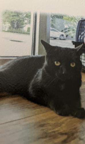 Lost Male Cat last seen Lincoln and Adams , Lake in the Hills, IL 60156