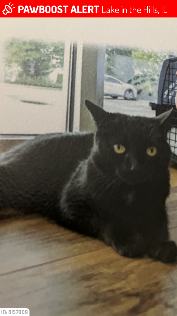 Lost Male Cat last seen Lincoln and Adams , Lake in the Hills, IL 60156
